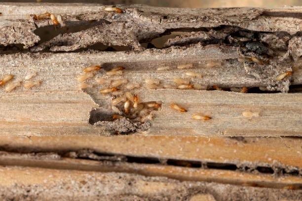 Best Local Pest Control Services  in North Ballston Spa, NY