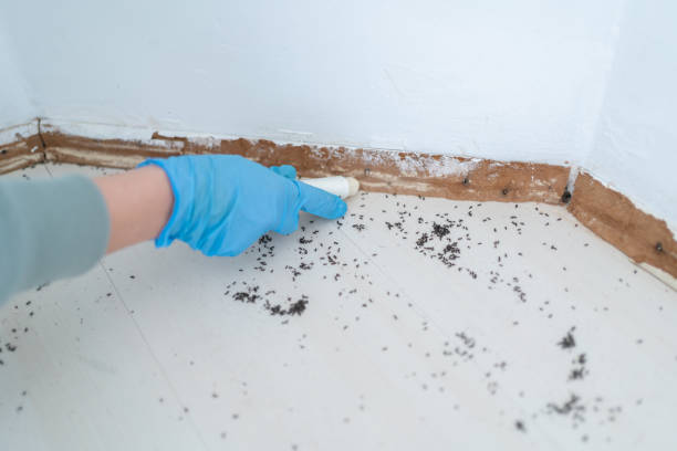 Best Rat Extermination Near Me  in North Ballston Spa, NY